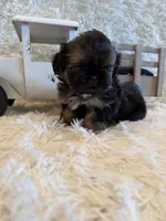 Oakley, a male Shih Tzu for sale in Success, MO – 7 of 10