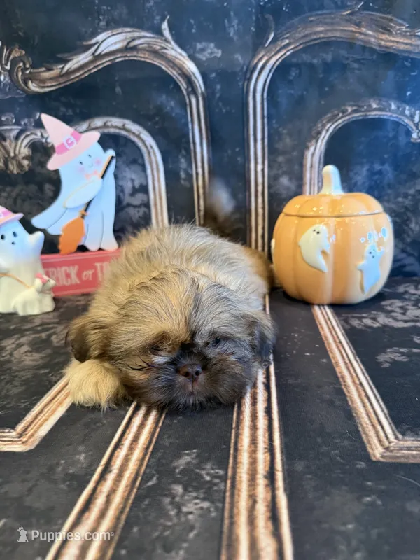 Adriana – Shih Tzu puppy for sale in Success, MO
