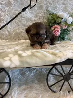 Greene , a male Shih Tzu for sale in Success, MO – 5 of 10