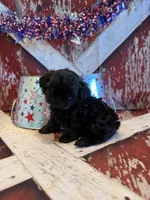 Tate, a male Shih Tzu for sale in Success, MO – 3 of 10