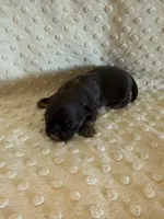 Asher, a male Shih Tzu for sale in Success, MO – Photo 7 of 7