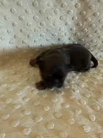 Asher, a male Shih Tzu for sale in Success, MO – Photo 6 of 7