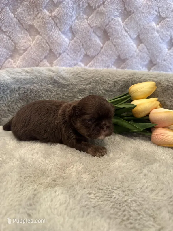 Asher – Shih Tzu puppy for sale in Success, MO