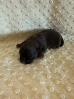 Asher, a male Shih Tzu for sale in Success, MO – Photo 4 of 7