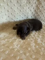 Asher, a male Shih Tzu for sale in Success, MO – Photo 3 of 7