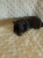 Asher, a male Shih Tzu for sale in Success, MO – Photo 2 of 7