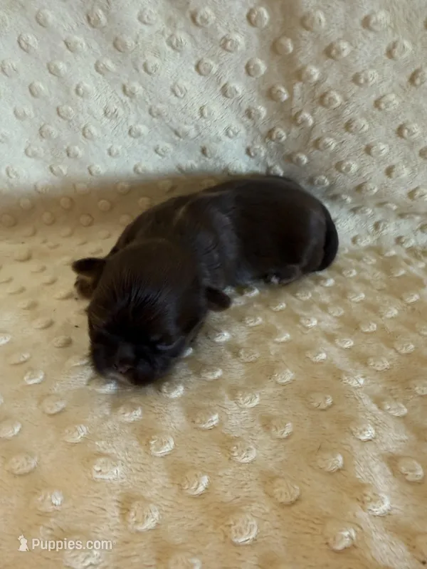 Asher – Shih Tzu puppy for sale in Success, MO