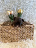 Asher, a male Shih Tzu for sale in Success, MO – 10 of 10