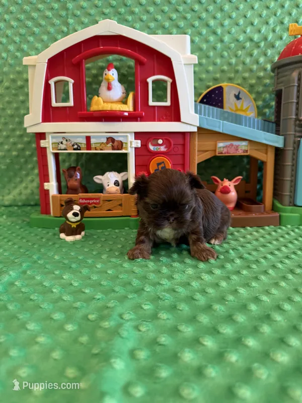 Asher – Shih Tzu puppy for sale in Success, MO