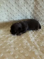 Asher, a male Shih Tzu for sale in Success, MO – Photo 5 of 7