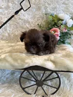 Asher, a male Shih Tzu for sale in Success, MO – 4 of 10