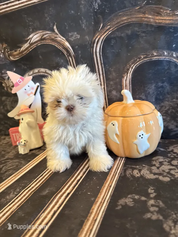 Sam – Shih Tzu puppy for sale in Success, MO