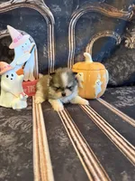 Austin, a male Pomeranian for sale in Success, MO – 1 of 6