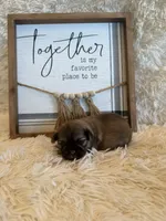 Elise , a female Shih Tzu for sale in Success, MO – 7 of 7