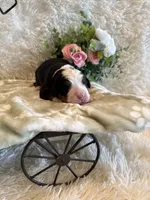Dean, a male Bernese Mountain Dog for sale in Success, MO – 10 of 10