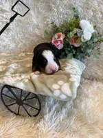 John, a male Bernese Mountain Dog for sale in Success, MO – 4 of 10