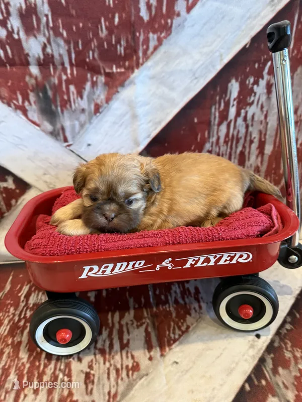 Freddie  – Shih Tzu puppy for sale in Success, MO