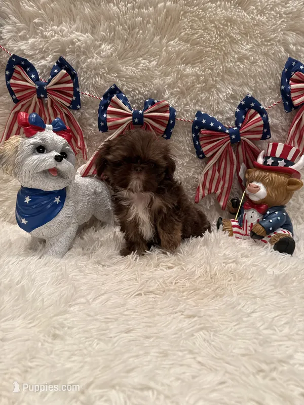 Asher – Shih Tzu puppy for sale in Success, MO