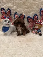 Asher, a male Shih Tzu for sale in Success, MO – 4 of 10