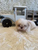 Brook, a male Shih Tzu for sale in Success, MO – 8 of 10