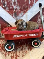 Maria , a female Shih Tzu for sale in Success, MO – 8 of 10