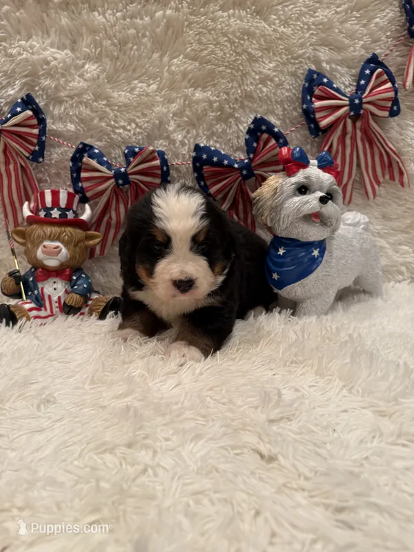 John – Bernese Mountain Dog puppy for sale in Success, MO