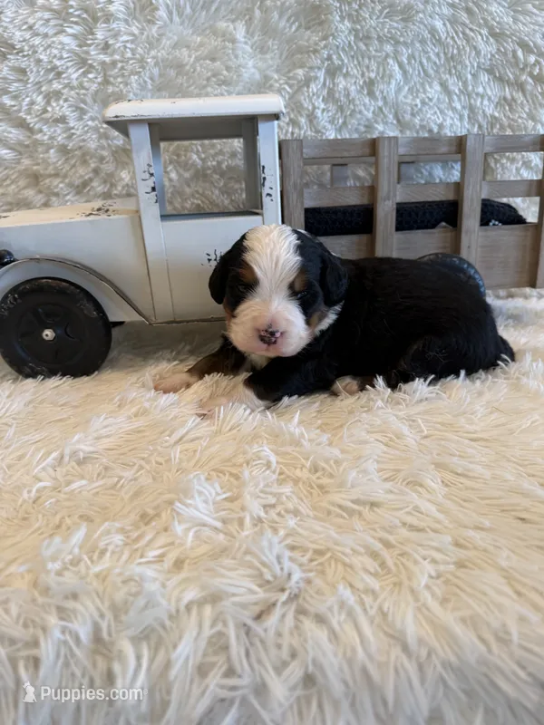 Dean – Bernese Mountain Dog puppy for sale in Success, MO