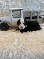 Dean, a male Bernese Mountain Dog for sale in Success, MO – 9 of 10