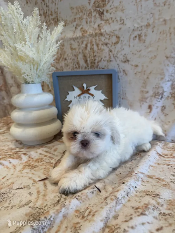 Sam – Shih Tzu puppy for sale in Success, MO