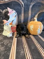Brooklyn, a female Pomeranian for sale in Success, MO – 4 of 5