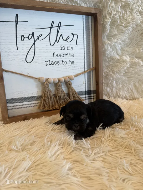 Miles – Shih Tzu puppy for sale in Success, MO