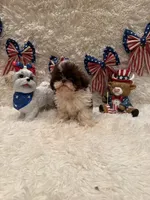 Sailor , a male Shih Tzu for sale in Success, MO – 5 of 10