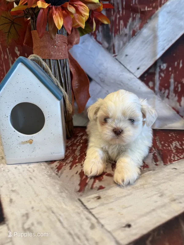 Sam – Shih Tzu puppy for sale in Success, MO