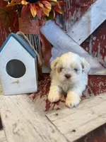 Sam, a male Shih Tzu for sale in Success, MO – 4 of 10