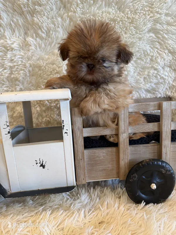 Sparrow – Shih Tzu puppy for sale in Success, MO