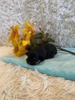 Miles, a male Shih Tzu for sale in Success, MO – 2 of 6