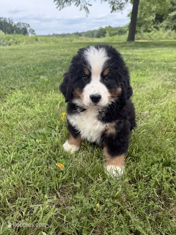 John – Bernese Mountain Dog puppy on hold in Success, MO