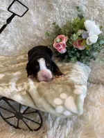 Hannah , a female Bernese Mountain Dog for sale in Success, MO – 7 of 10