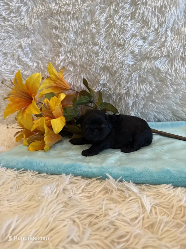 Tate – Shih Tzu puppy for sale in Success, MO