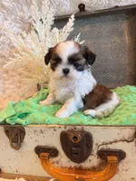Hazel, a female Shih Tzu for sale in Success, MO – 3 of 10