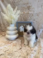 Charlie, a male Shih Tzu for sale in Success, MO – 2 of 10