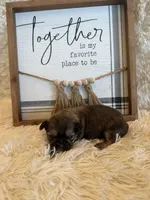 Maria , a female Shih Tzu for sale in Success, MO – 4 of 9