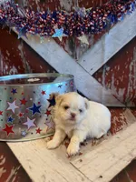 Delilah, a male Shih Tzu for sale in Success, MO – 3 of 10