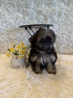 Oakley, a male Shih Tzu for sale in Success, MO – 3 of 10