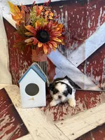 Charlie, a male Shih Tzu for sale in Success, MO – 6 of 10
