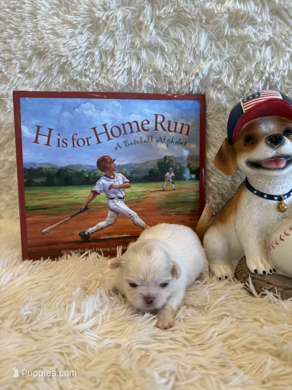 Delilah – Shih Tzu puppy for sale in Success, MO