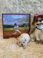Delilah, a male Shih Tzu for sale in Success, MO – 8 of 10