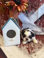 Charlie, a male Shih Tzu for sale in Success, MO – 5 of 10