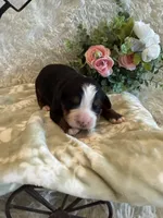 Hannah , a female Bernese Mountain Dog for sale in Success, MO – 3 of 10