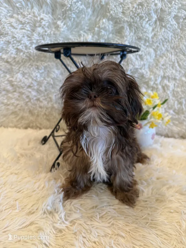 Asher – Shih Tzu puppy for sale in Success, MO